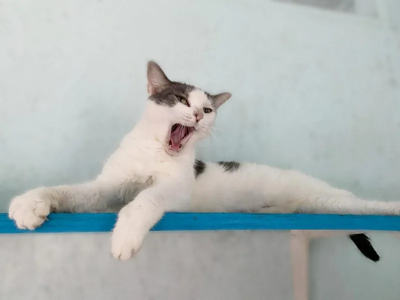 Sweet Pea thumbnail 4