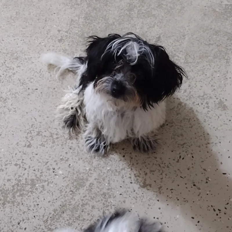 A baby small-sized male Harlequin Havanese dog named Smalls for adoption in Mineola, TX