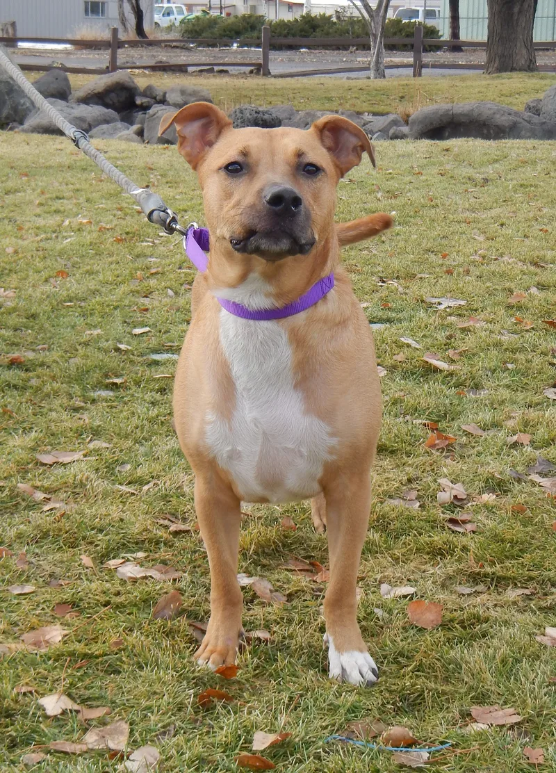An adult medium-sized female Cattle Dog dog named Cassie for adoption in Susanville, CA