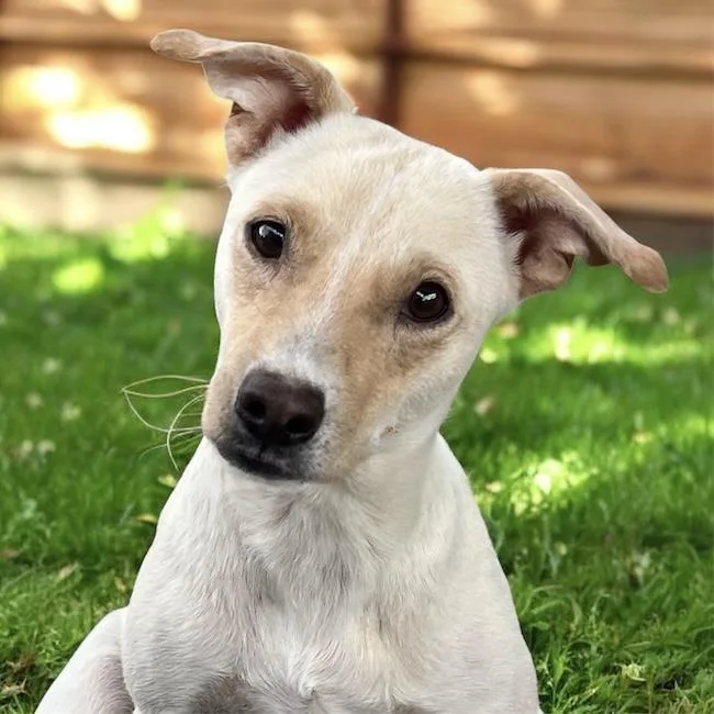 A young medium-sized female Spaniel dog named Emmy for adoption in San Diego, CA