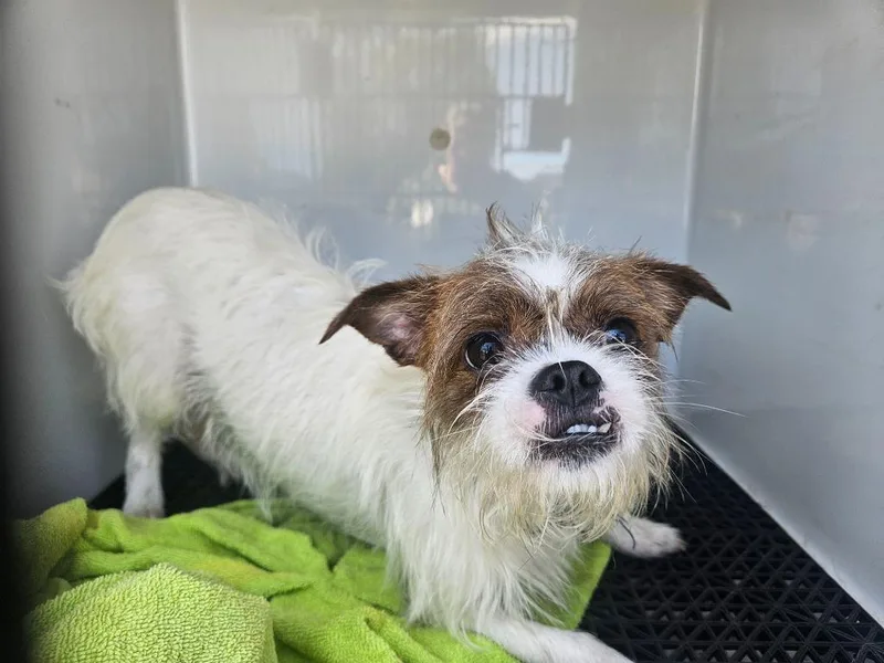 A young small-sized male Terrier dog named Lucky for adoption in Vineland, NJ