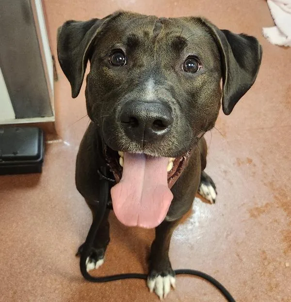 A young large-sized male Labrador Retriever dog named Smoke for adoption in Oakland, CA