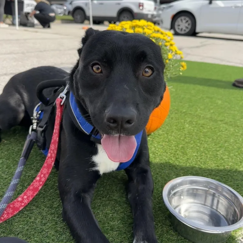 A young medium-sized female Black Akita dog named Buffy for adoption in Columbia, MO