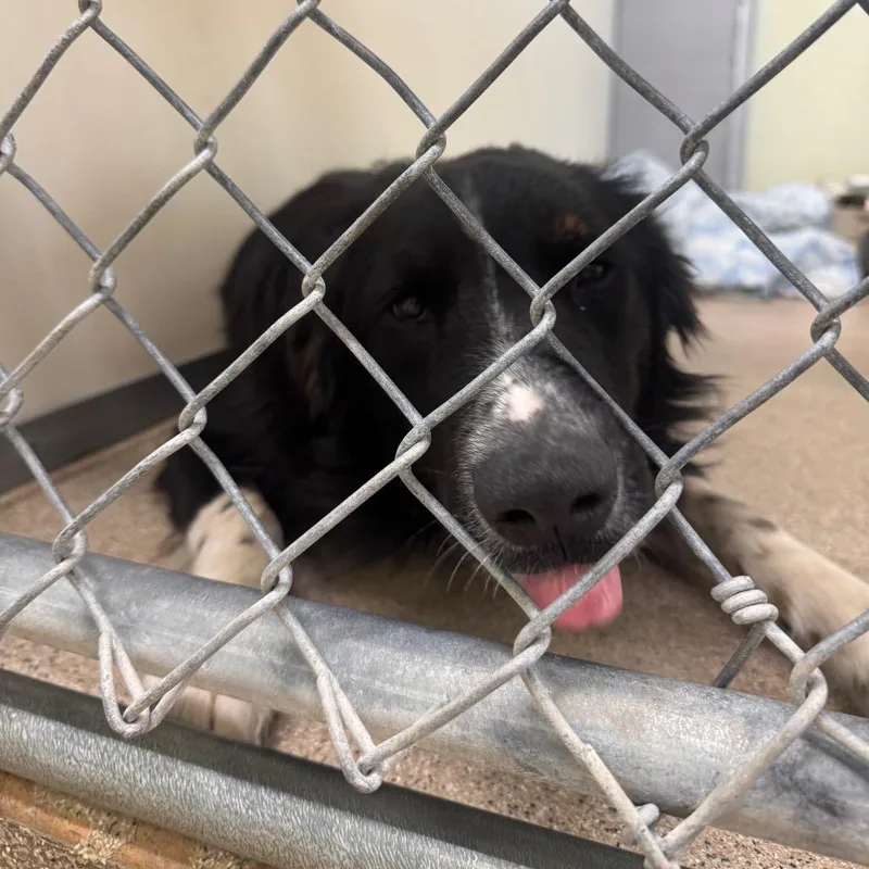 A young small-sized male Black Mixed Breed dog named Austin for adoption in Pekin, IL