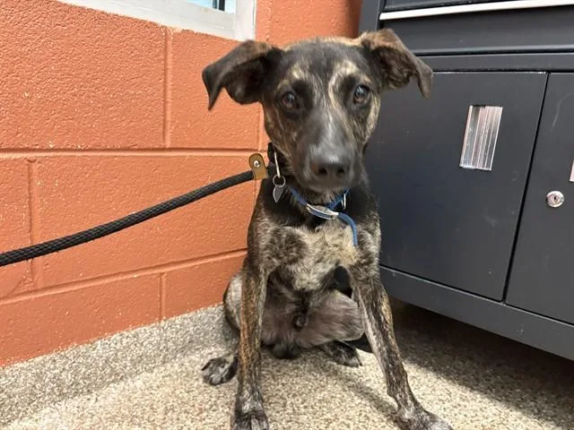 A young medium-sized male Plott Hound dog named Peter for adoption in Colorado Springs, CO