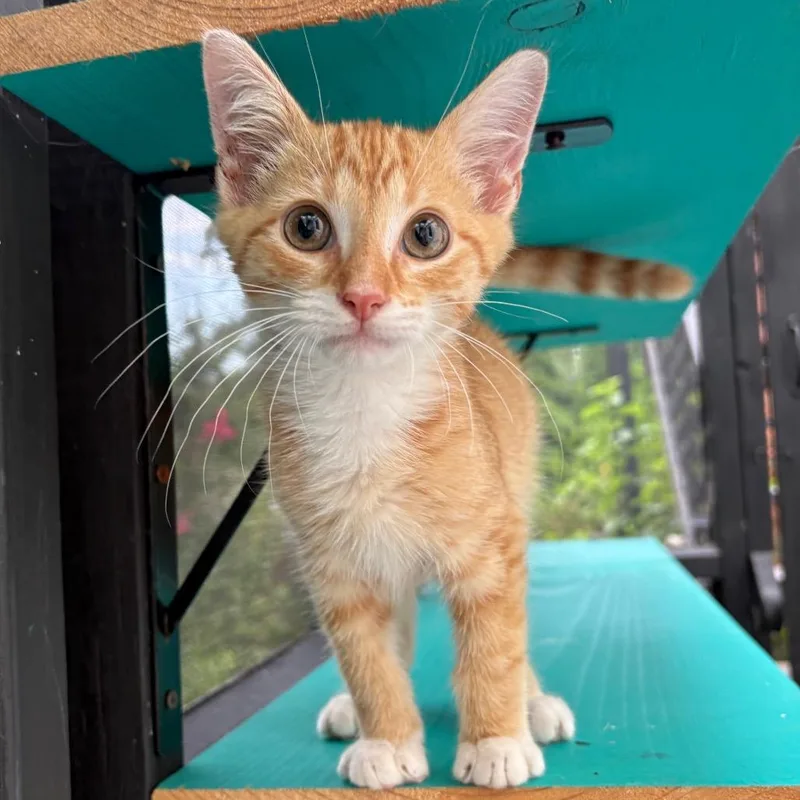 A baby small-sized male Orange / Red Domestic Short Hair cat named Indie for adoption in Lexington, KY