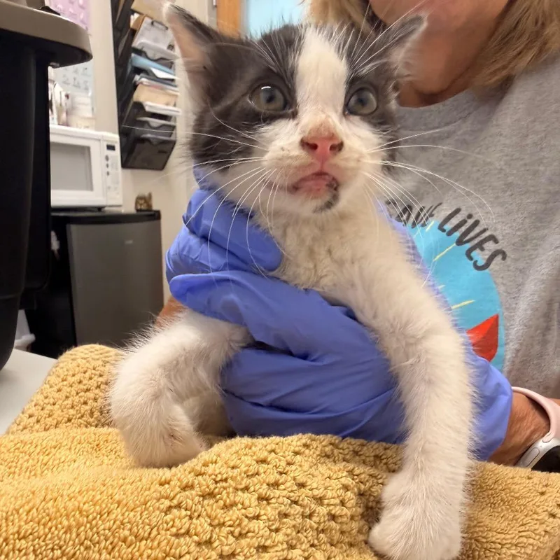 A baby small-sized male Black Domestic Short Hair cat named Lorax for adoption in Chattanooga, TN