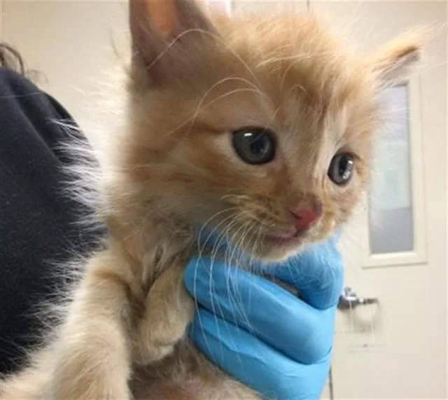 A baby small-sized male Domestic Long Hair cat named Bob for adoption in Riverside, CA
