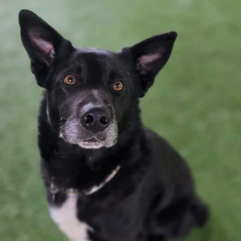 An adult large-sized male German Shepherd Dog dog named Bear for adoption in Coos Bay, OR