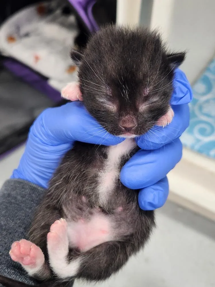 A baby small-sized male Black & White / Tuxedo Domestic Short Hair cat named Doc Holliday for adoption in Westfield, WI