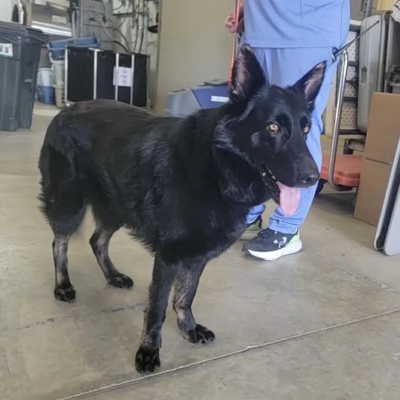 An adult large-sized female Black German Shepherd Dog dog named Bella for adoption in Van Horne, IA
