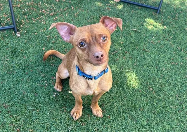 An adult small-sized male Chihuahua dog named Teddy for adoption in Santa Clara, CA