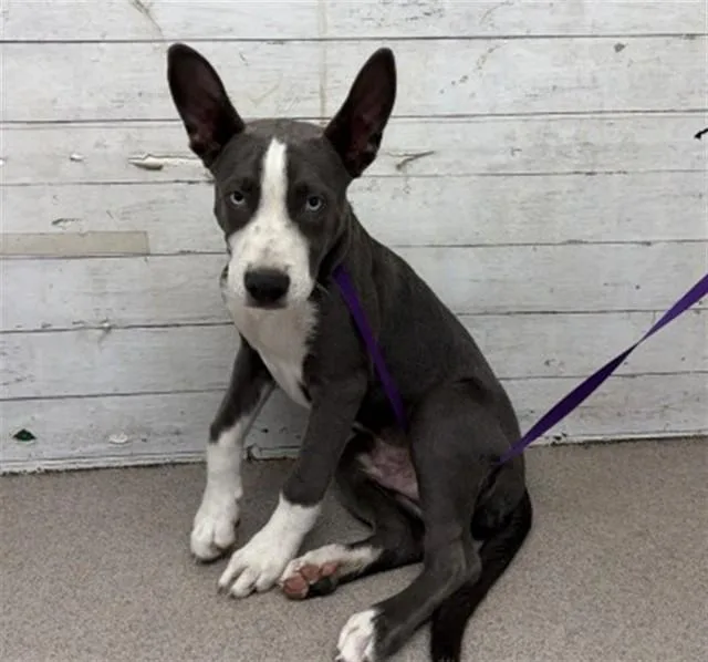 A young small-sized male Pit Bull Terrier dog named Kye for adoption in San Bernardino, CA