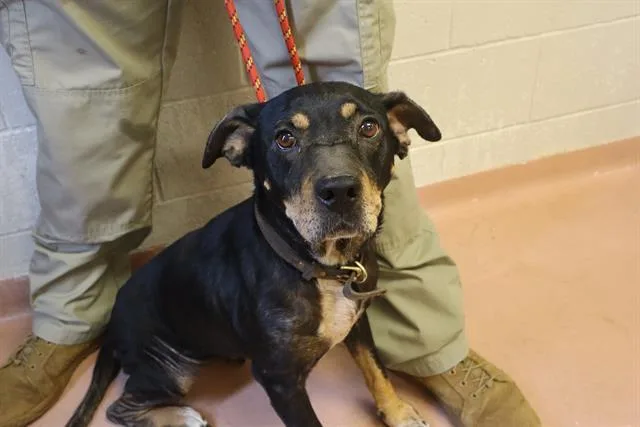 An adult medium-sized female Mixed Breed dog named Lady for adoption in Columbia, SC