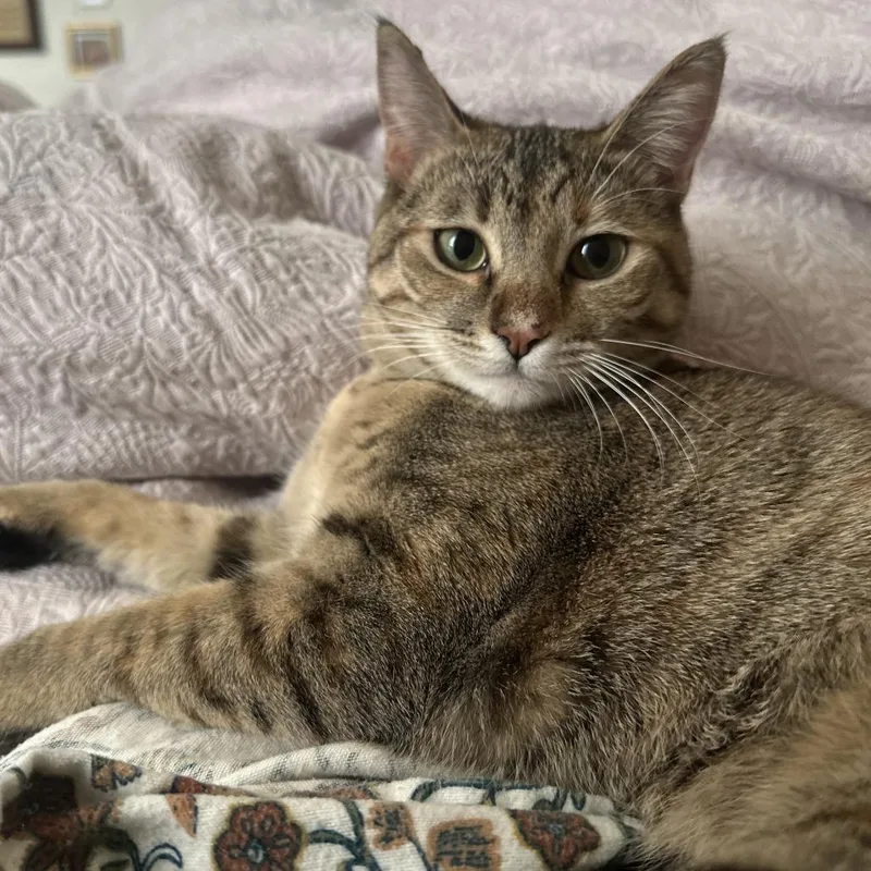 An adult large-sized female Brown / Chocolate American Shorthair cat named Lilo for adoption in Reno, NV