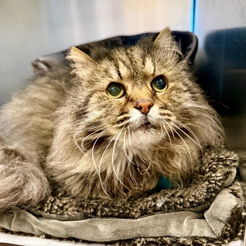 Mcfluffy thumbnail 3