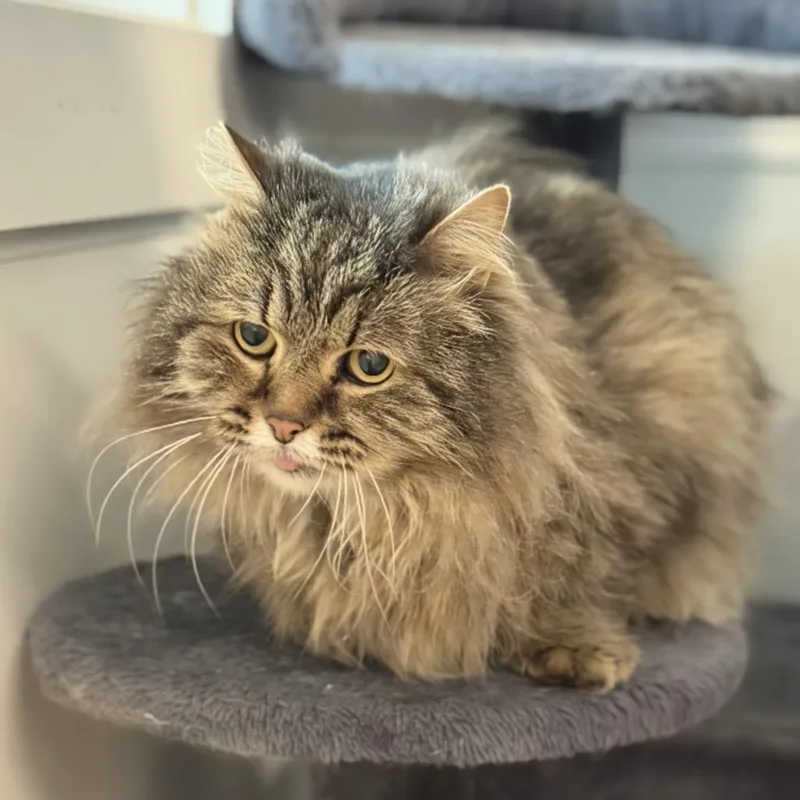 Mcfluffy thumbnail 4