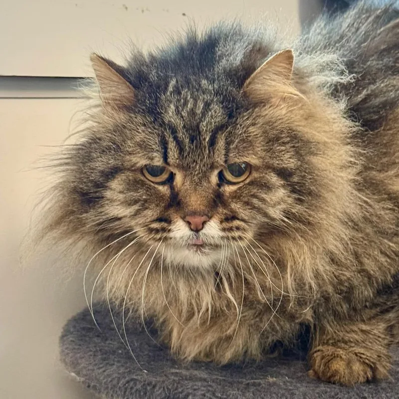 Mcfluffy thumbnail 6