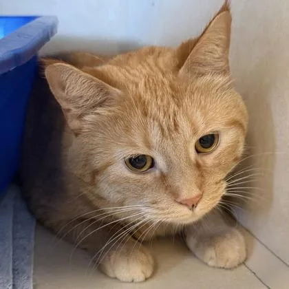 An adult medium-sized female Orange & White Domestic Short Hair cat named Cleo for adoption in Lansing, MI