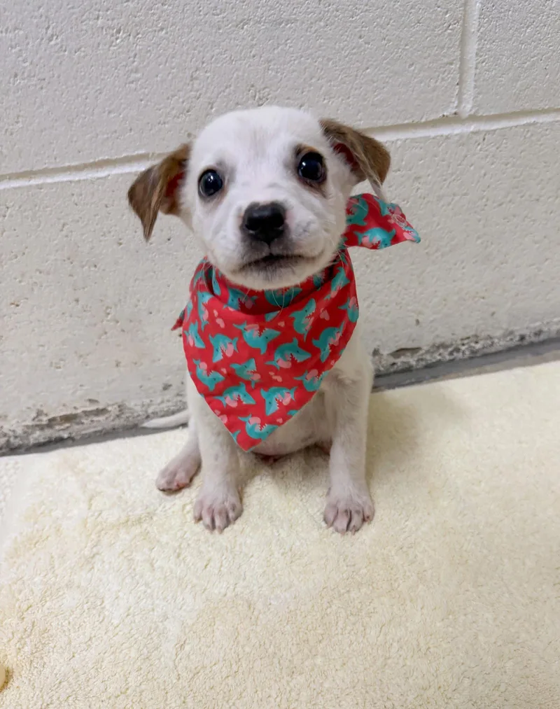 A young medium-sized male Mixed Breed dog named Sharkie for adoption in Sanford, NC