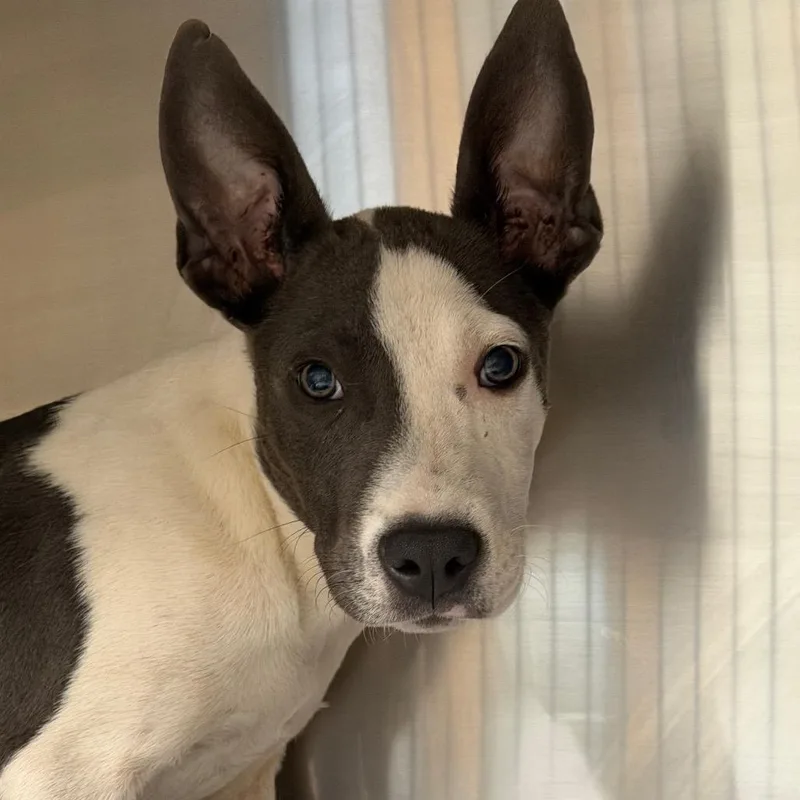 A baby small-sized male White / Cream Terrier dog named Bluey for adoption in Marshall, TX