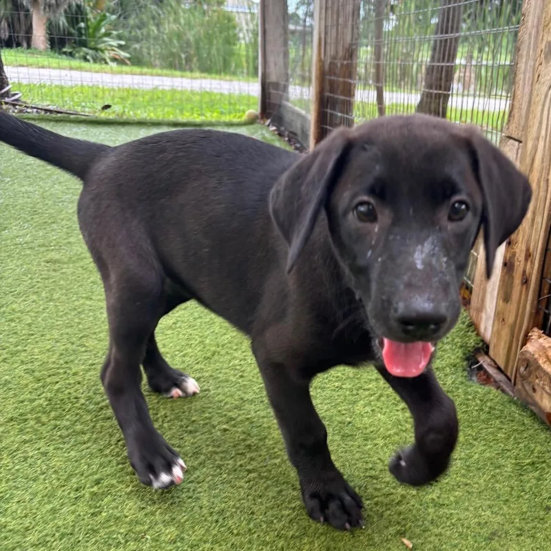 A baby small-sized female Black Terrier dog named Venus for adoption in LOXAHATCHEE, FL