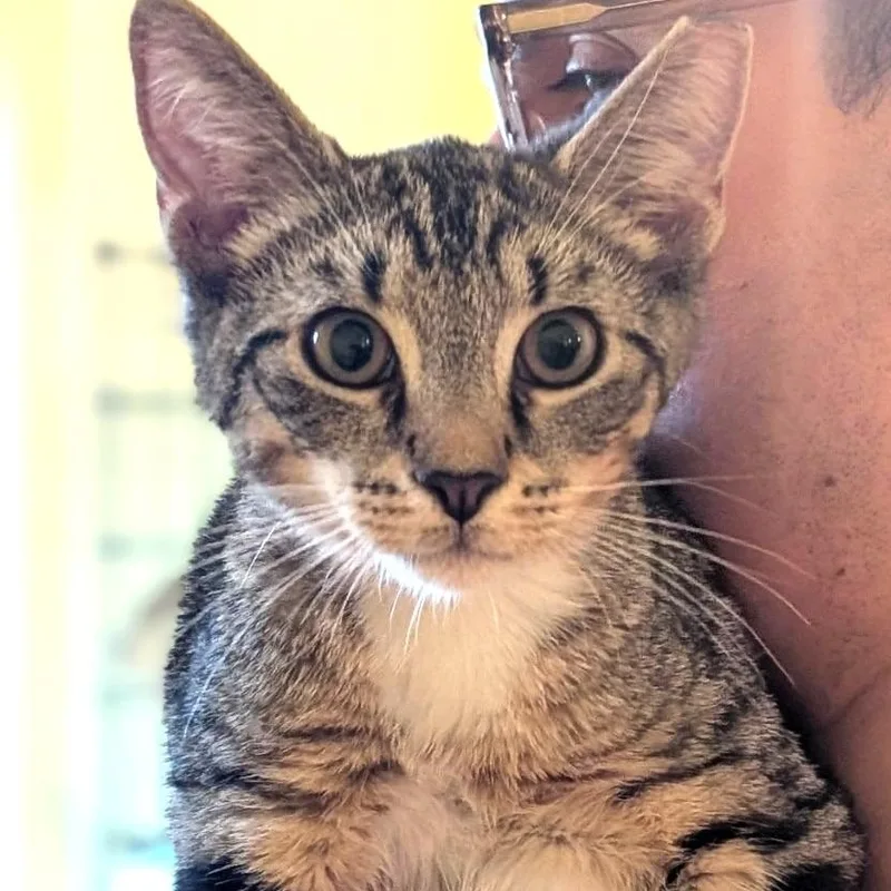 Tichenor thumbnail 2