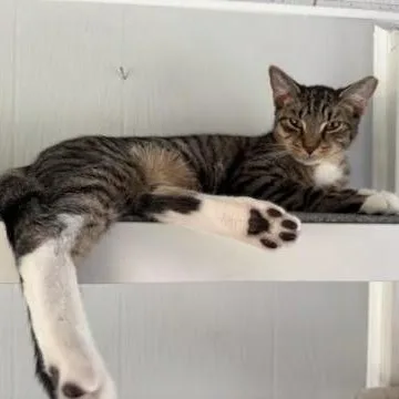 Tichenor thumbnail 3