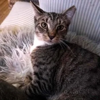 Tichenor thumbnail 4