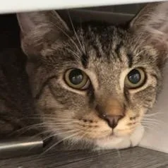 Tichenor thumbnail 5