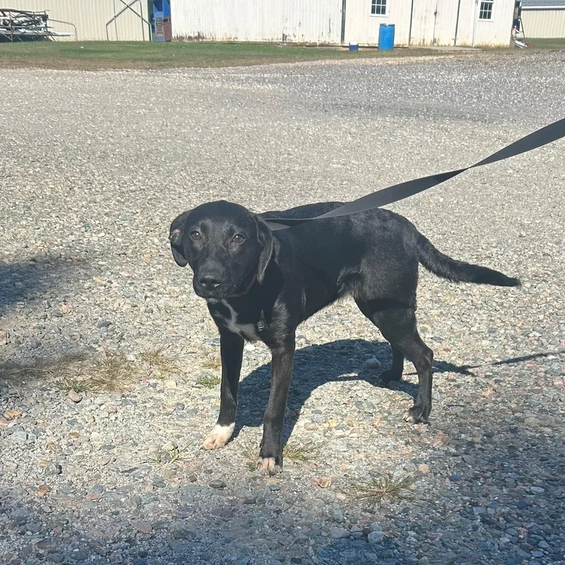 A baby medium-sized female Black Labrador Retriever dog named Applejack for adoption in Cumberland , VA