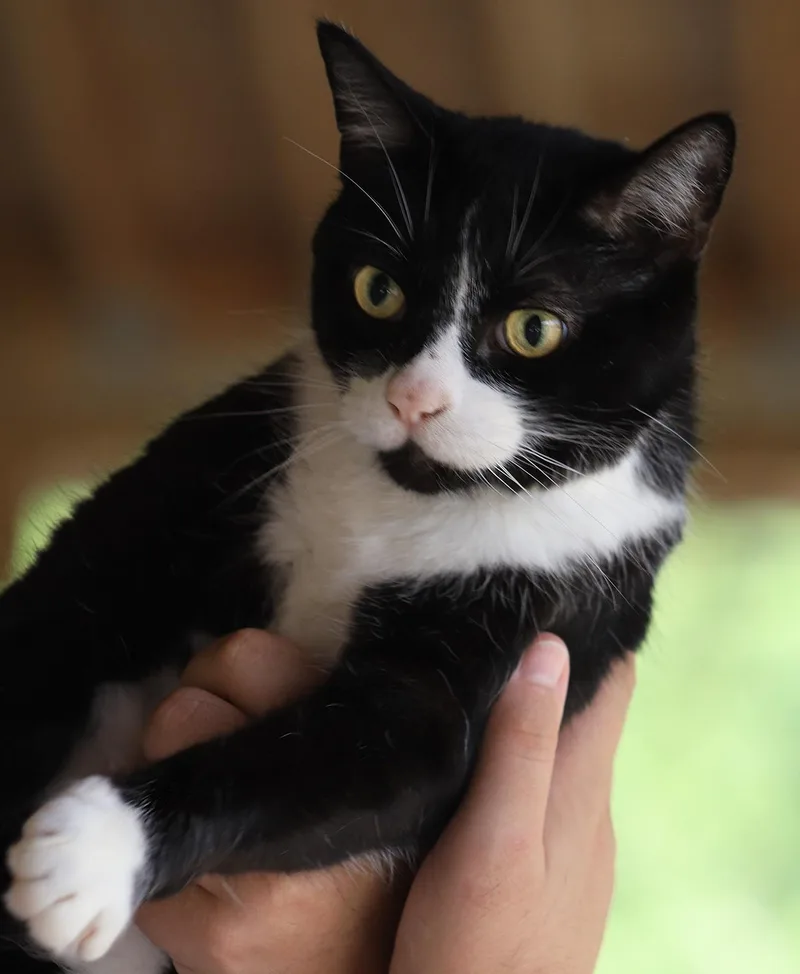 A senior medium-sized male Domestic Short Hair cat named Milo for adoption in North Fort Myers, FL