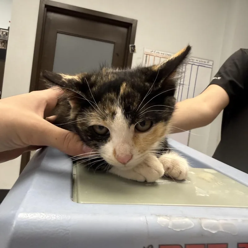 A baby small-sized female Calico Domestic Short Hair cat named Cherry Cordial for adoption in Durango, CO