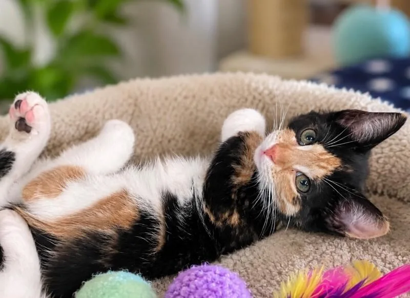 A young small-sized female Calico Domestic Short Hair cat named Harmony for adoption in Cincinnati, OH