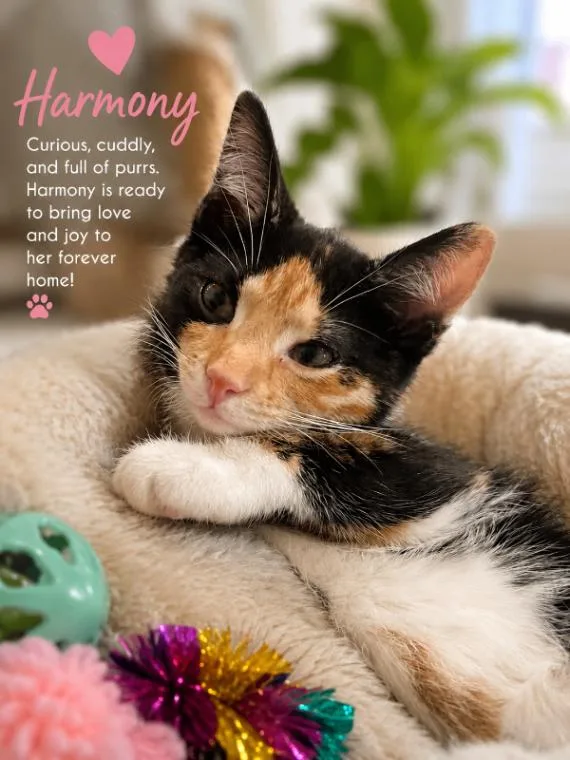 Harmony thumbnail 3