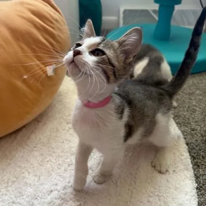 A baby small-sized male Domestic Short Hair cat named Colt for adoption in Janesville, WI