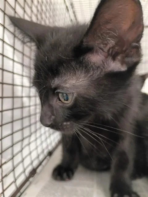 A baby small-sized male Domestic Short Hair cat named Princeton for adoption in Fort Lauderdale, FL