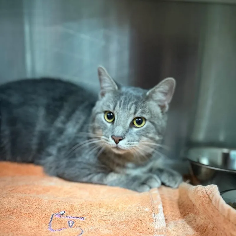 An adult small-sized male Gray / Blue / Silver Domestic Short Hair cat named Bales for adoption in Starkville, MS