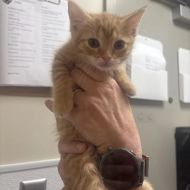 A baby small-sized female Orange / Red Domestic Medium Hair cat named Tangerine for adoption in Tulsa, OK