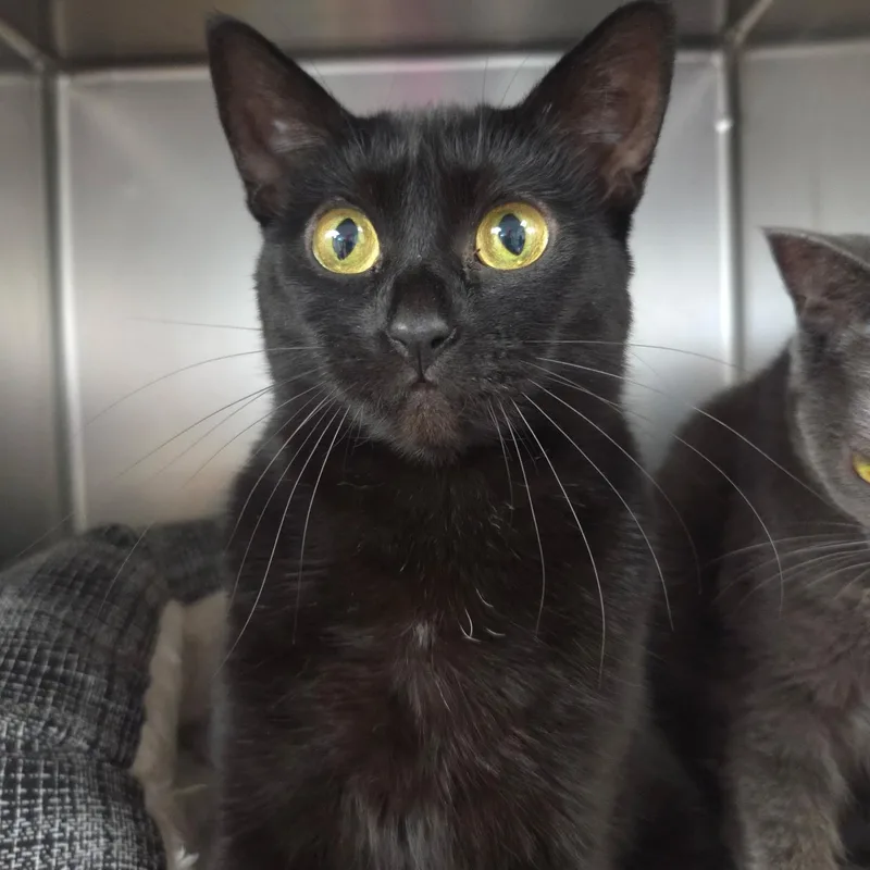 An adult medium-sized female Domestic Short Hair cat named Jellybean & Peep for adoption in Warwick, RI
