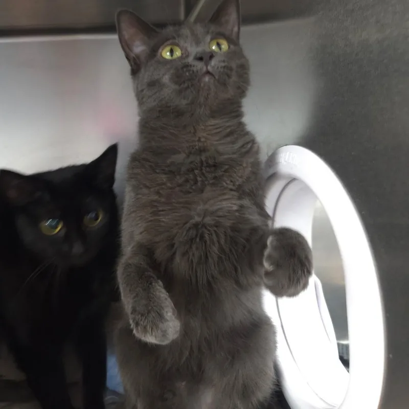 Jellybean & Peep thumbnail 2