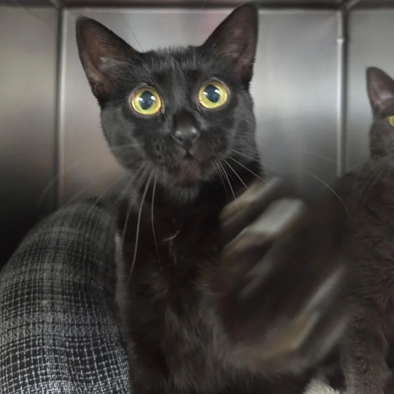 Jellybean & Peep thumbnail 4