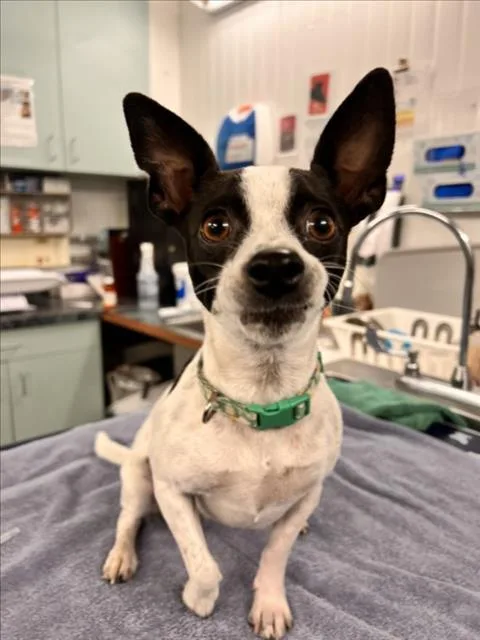A young small-sized female Chihuahua dog named Audrey for adoption in Woodland, CA
