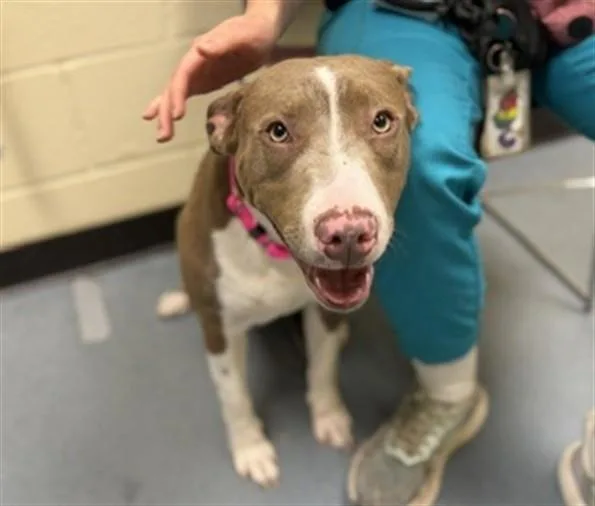 A young large-sized female Pit Bull Terrier dog named Mj for adoption in Denver, CO