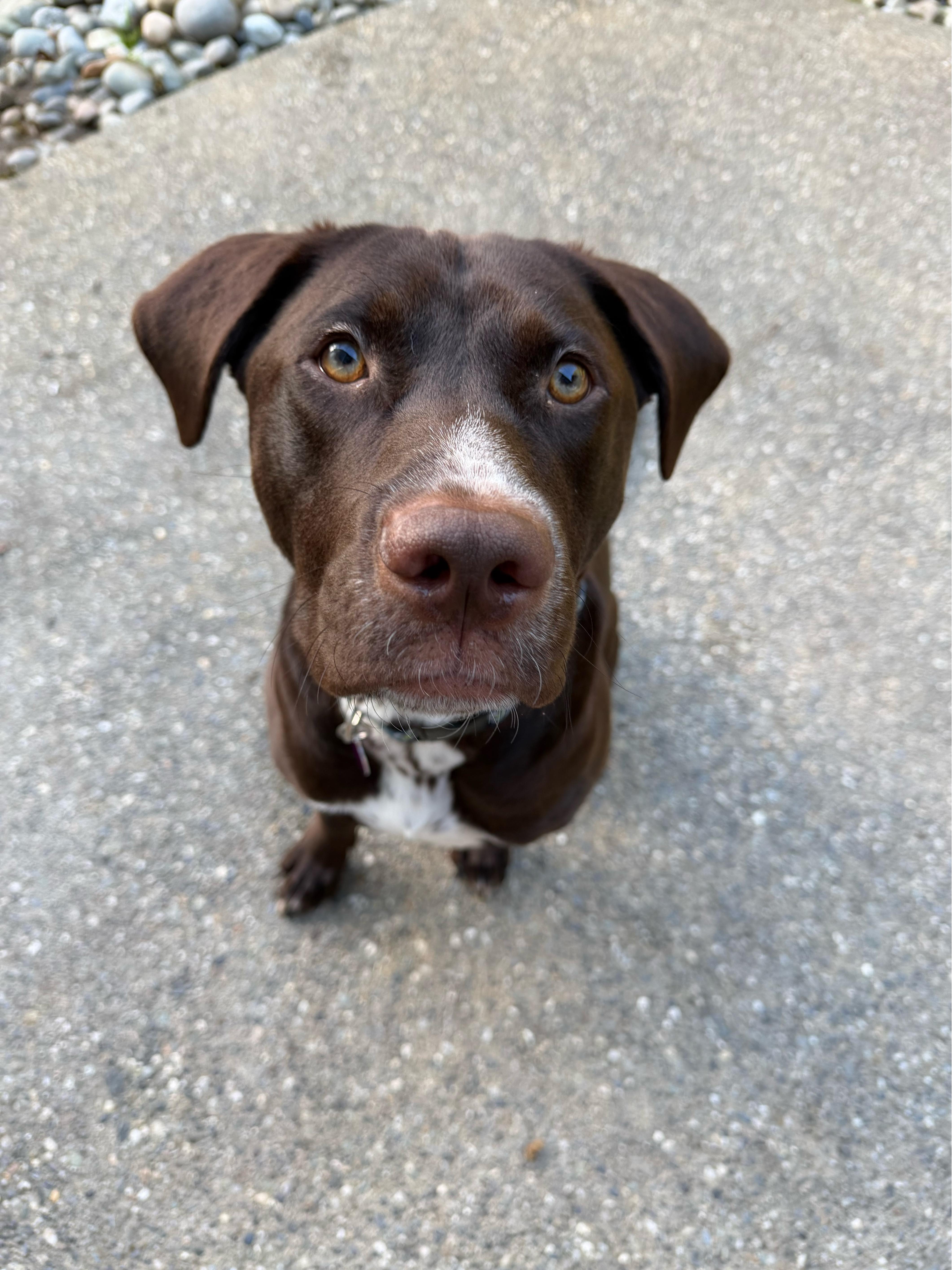 A young medium-sized male Brown / Chocolate Chocolate Labrador Retriever dog named Brownie for adoption in lynnwood , WA