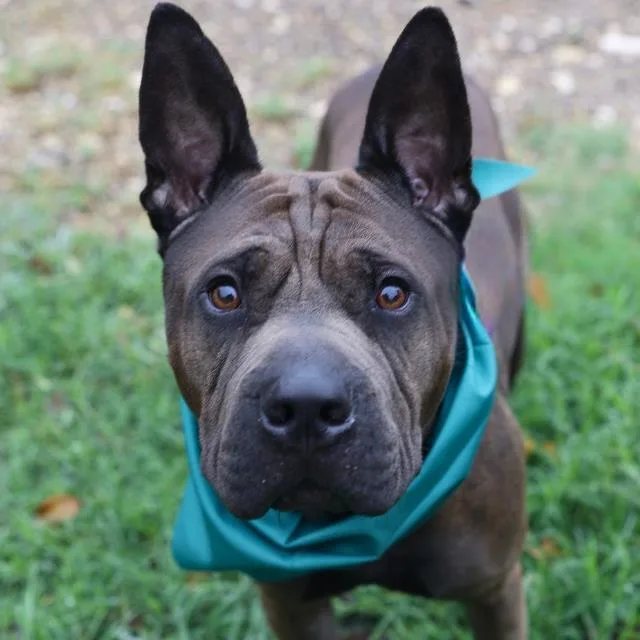 A young medium-sized male Shar-Pei dog named Brownie for adoption in San Antonio, TX