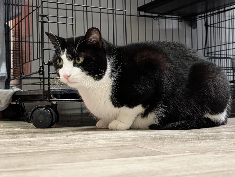 An adult large-sized female Black & White / Tuxedo Domestic Short Hair cat named Kiki for adoption in Rocky Ridge, MD