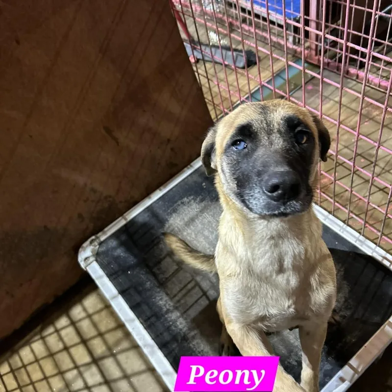 An adult medium-sized female Yellow / Tan / Blond / Fawn Belgian Shepherd / Malinois dog named Peony for adoption in Madill, OK