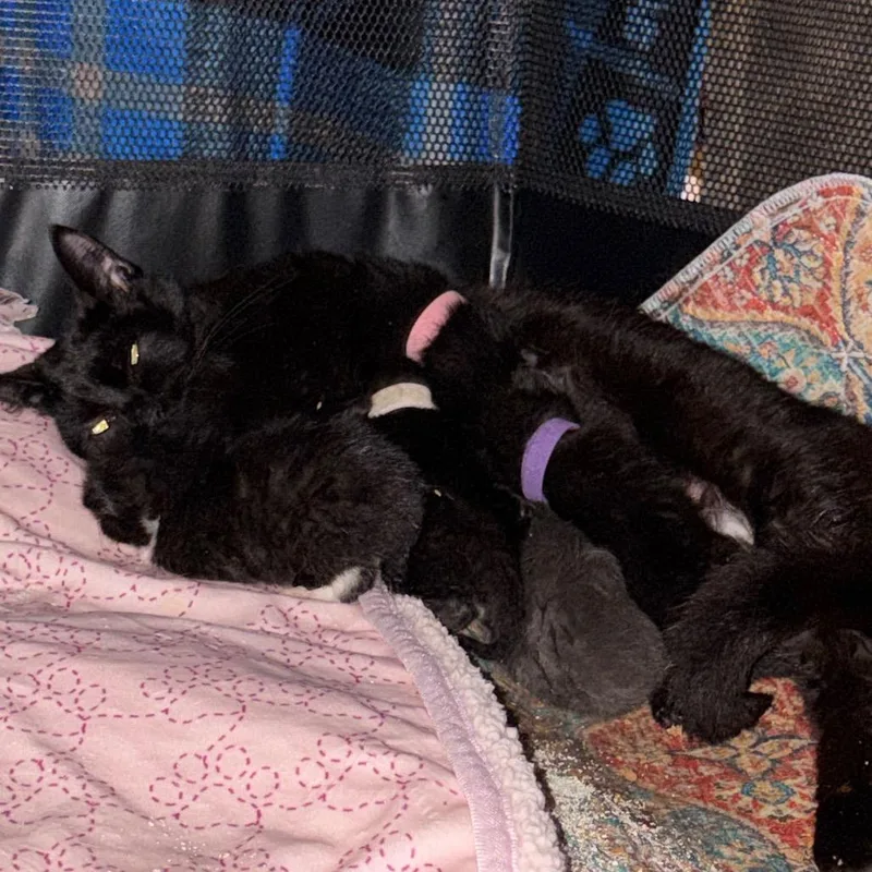 A young small-sized female Black Bombay cat named Duchess for adoption in Silver Spring, MD