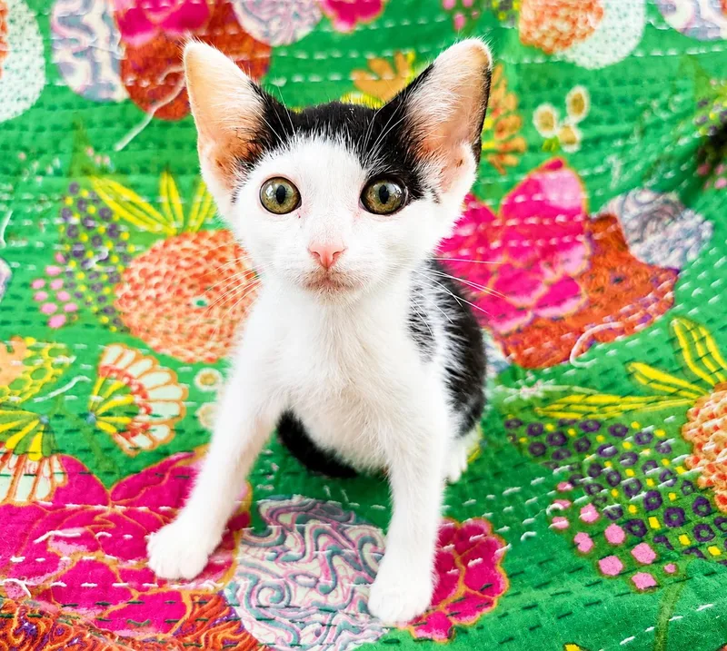 A baby medium-sized male Black & White / Tuxedo Domestic Short Hair cat named Jetsam for adoption in Greensboro, NC
